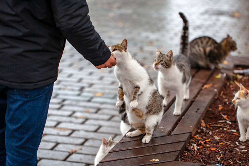 El hombre alimenta a los gatos callejeros