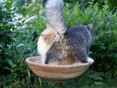 Image depicting one cat engaging in scent investigation by sniffing the rear end of another cat, a natural behavior that facilitates communication and recognition among felines.