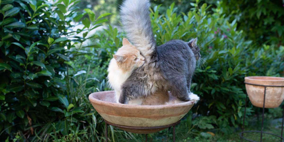 Imagen que muestra a un gato investigando olores olfateando el trasero de otro gato, un comportamiento natural que facilita la comunicación y el reconocimiento entre felinos.