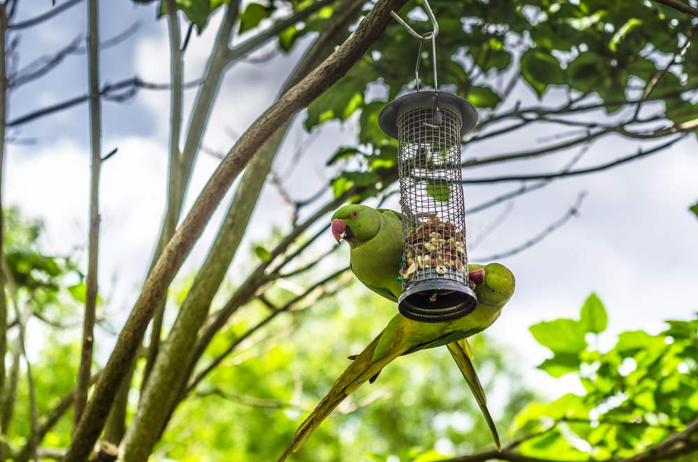 Periquitos comiendo y colgando de un comedero para pájaros