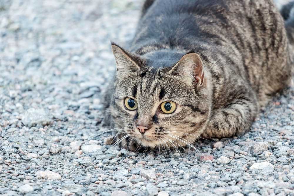 Gato marrón rayado acostado en el suelo