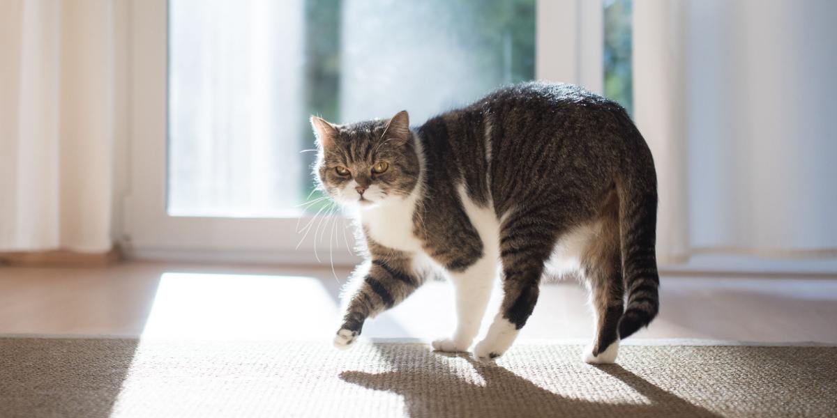 Gato británico de pelo corto atigrado de color blanco