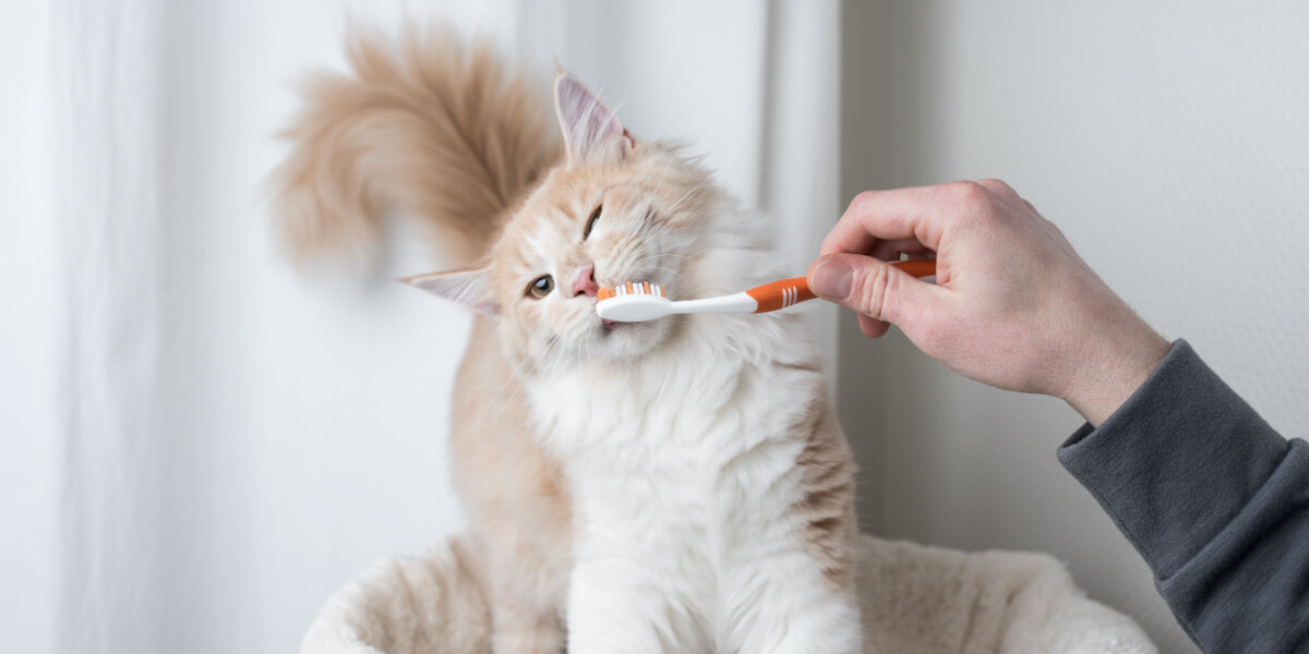 Gato cepillandose los dientes