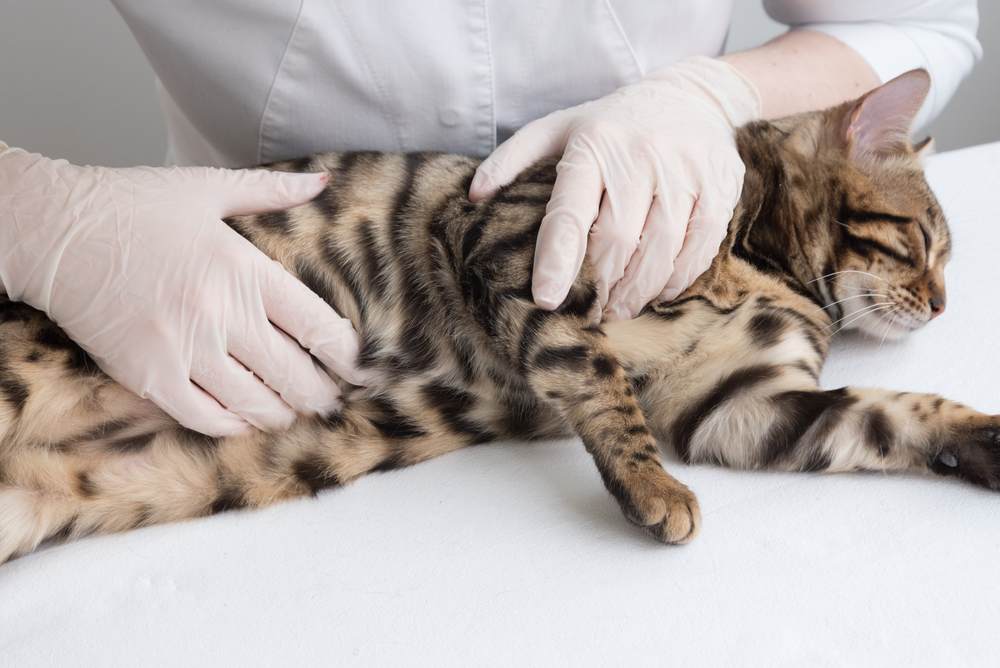 El veterinario palpa el estómago del gato.