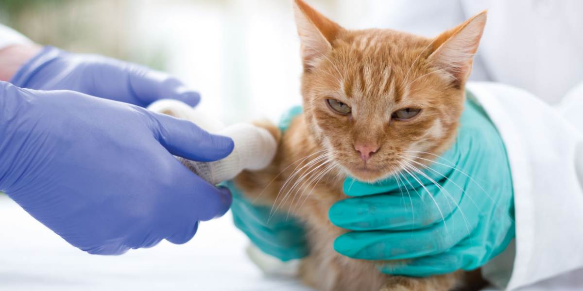 Una imagen que captura a un veterinario brindando atención médica a un gato por una mordedura de serpiente, resaltando el papel fundamental de la intervención profesional en tales emergencias.