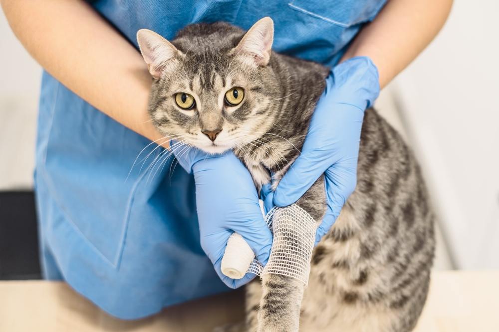 Médico veterinario vendando