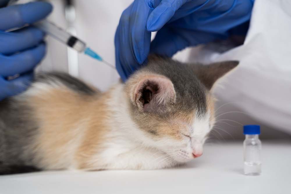 El veterinario le pone una inyección al gato