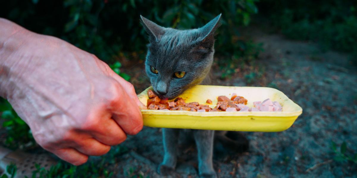 Voluntario alimenta a un gato callejero gris y hambriento