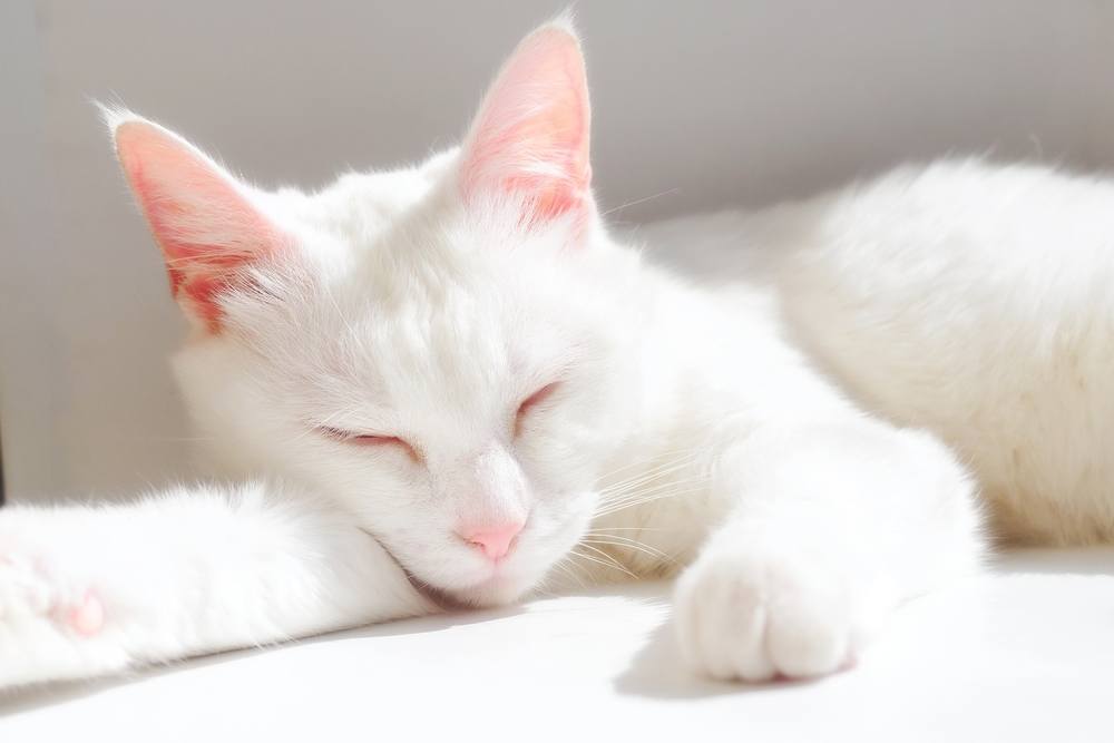 La imagen retrata a un gato blanco en un estado de sueño tranquilo.