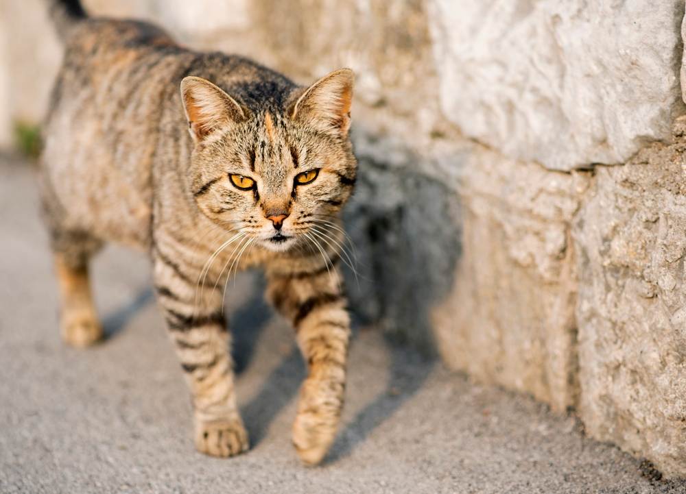 Un gato gris rayado camina por la carretera.