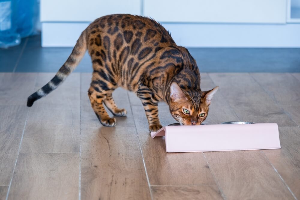 Hermoso gato de Bengala come comida de un tazón