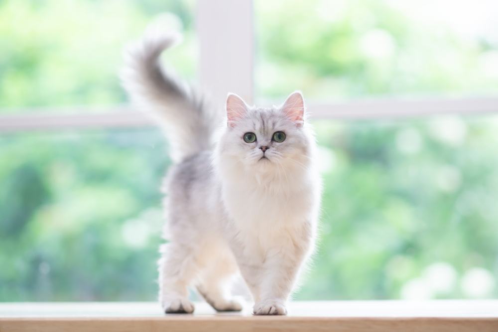 Gato británico de pelo corto tumbado