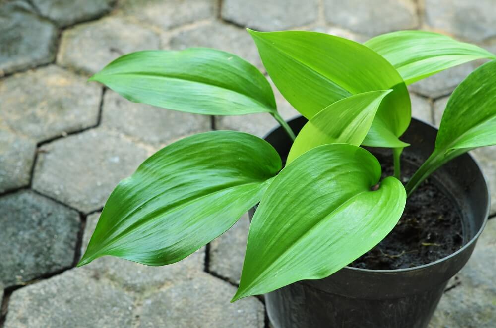 Planta de hierro fundido