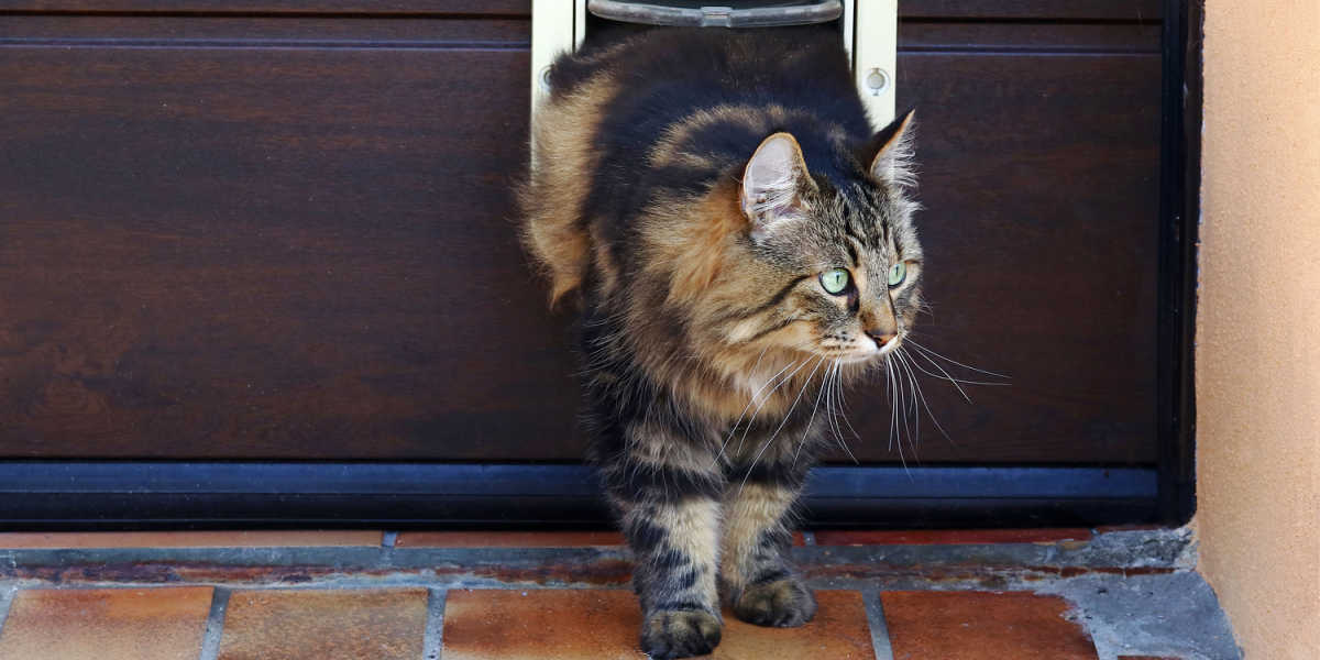 Un gato curioso se asoma a través de una puerta para gatos hacia el exterior, pensando si debe aventurarse a salir al exterior.