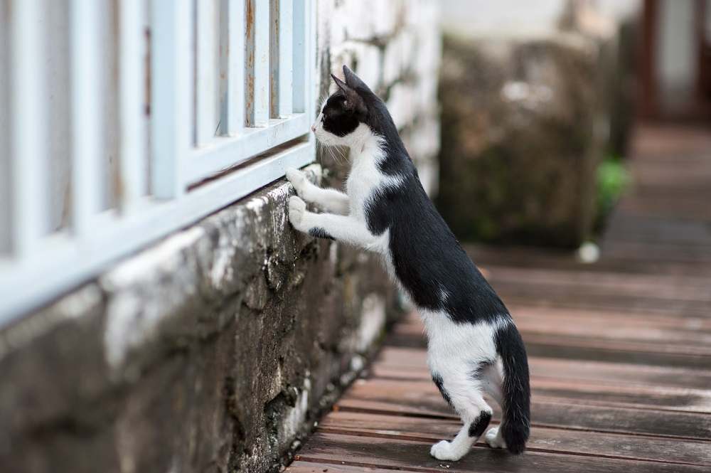 Gato mirando a través de la valla