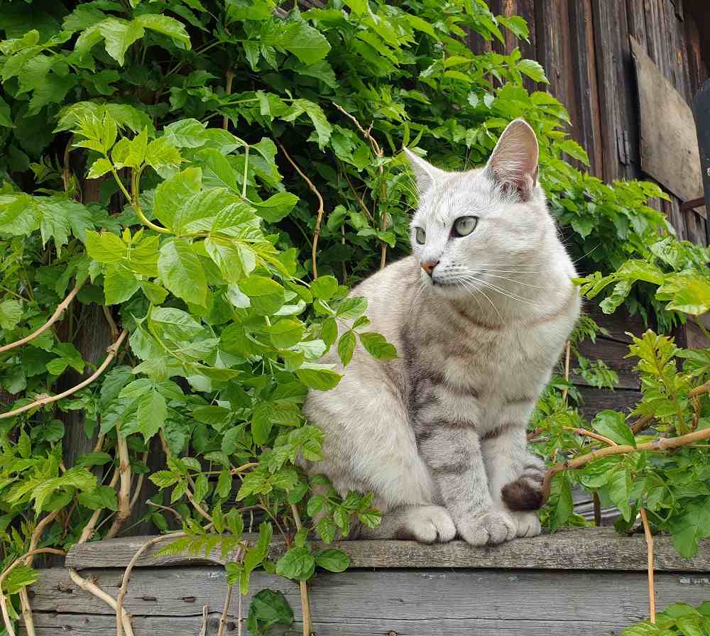 Gato y una valla alta