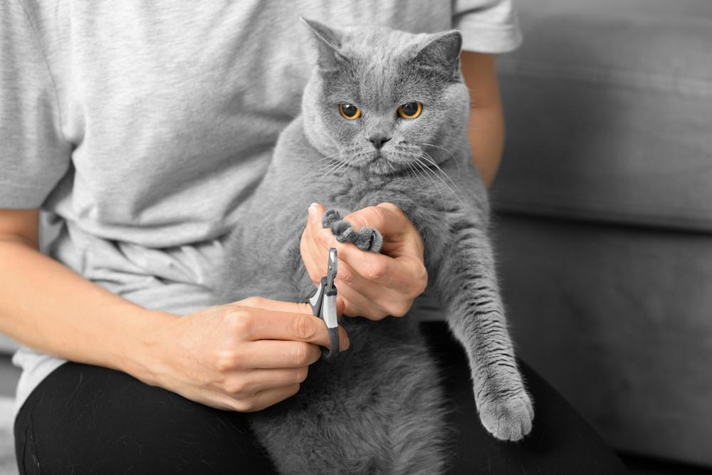 Un gato al que un cuidador humano le corta las uñas con un enfoque centrado y cauteloso para garantizar la comodidad y seguridad del gato durante el proceso de aseo.