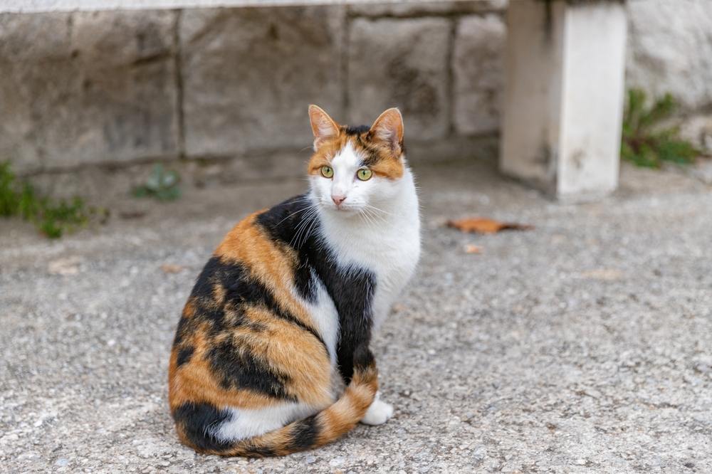 Un gato sentado en la calle, observando su entorno.