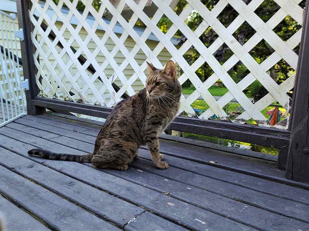 Gato con puerta cerrada