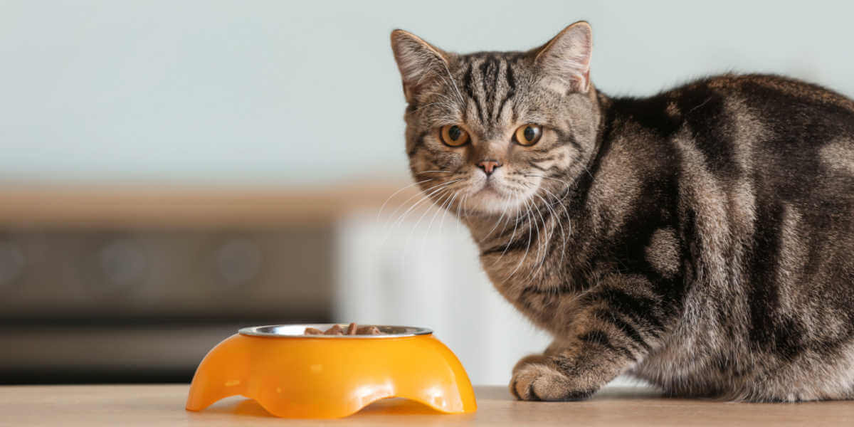 Lindo gato cerca de un recipiente con comida