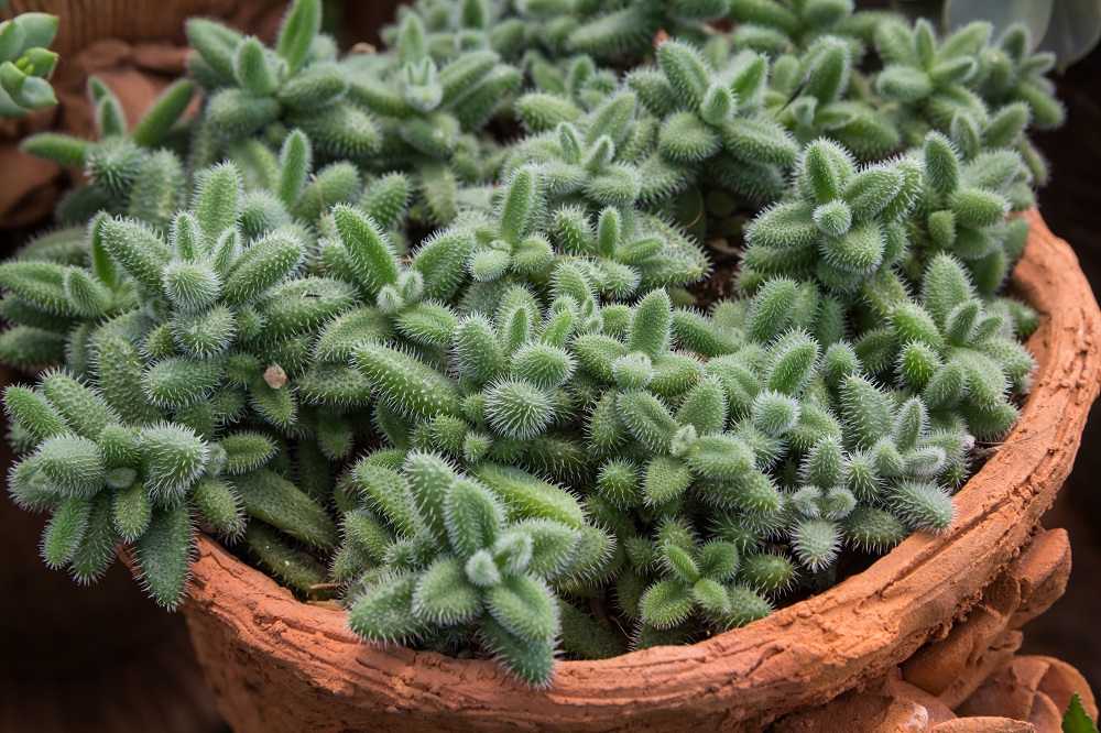 Delosperma echinatum