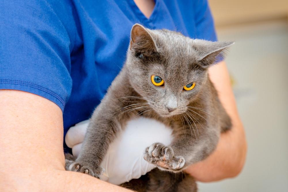 El médico veterinario sostiene a un lindo gato birmano