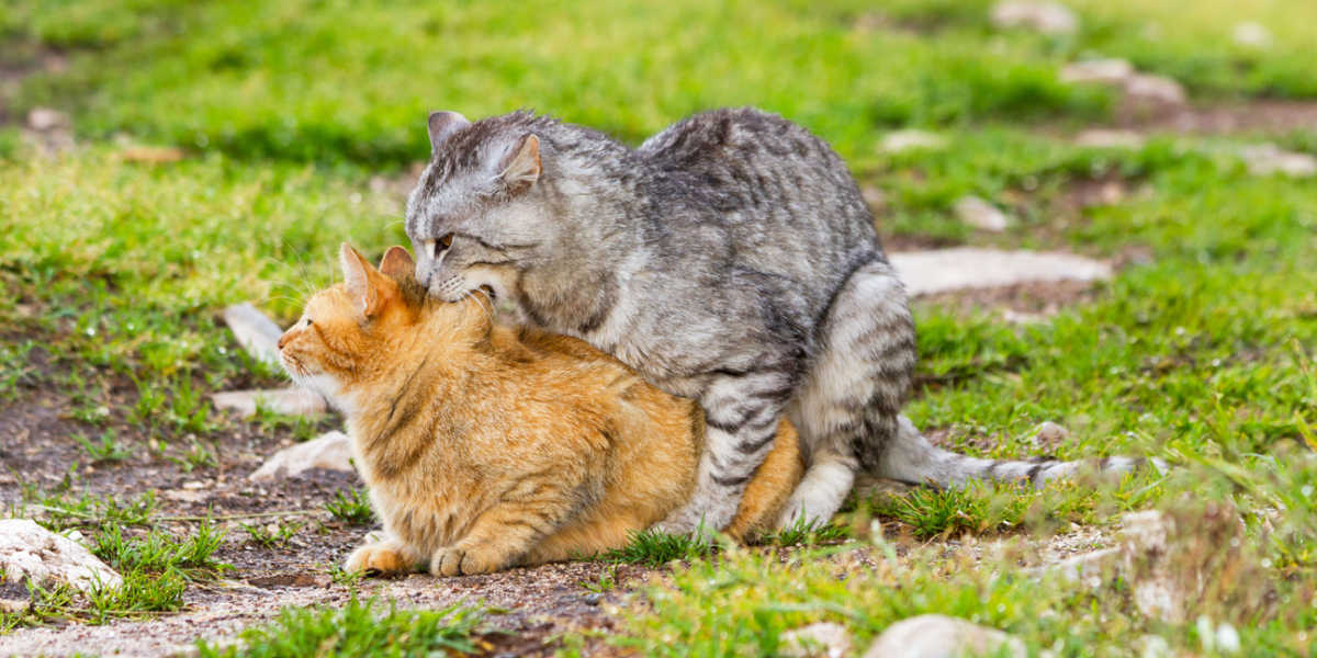 Apareamiento de gatos domésticos