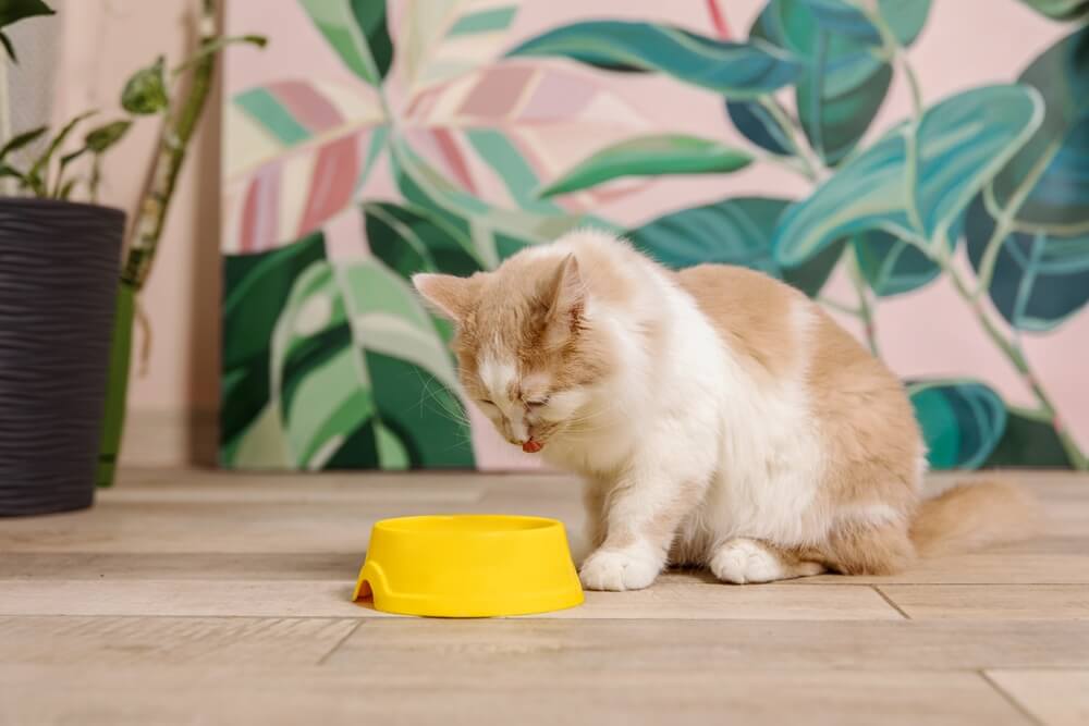 Gato doméstico comiendo de un cuenco