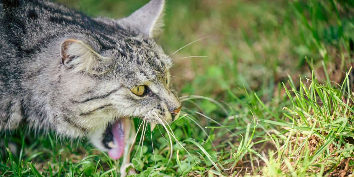 Un gato doméstico fotografiado en el exterior, con hierba de fondo, junto a un pequeño montón de vómito. La imagen capta un comportamiento habitual en el que los gatos pueden ingerir hierba para provocar el vómito, lo que podría ayudar a la digestión o a eliminar sustancias no deseadas de su estómago.