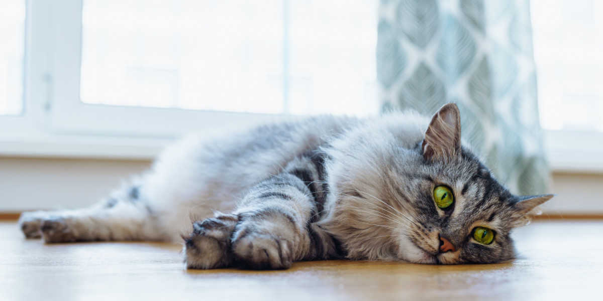 Gato Maine Coon con cautivadores ojos verdes descansando sobre un suelo de parquet de madera.