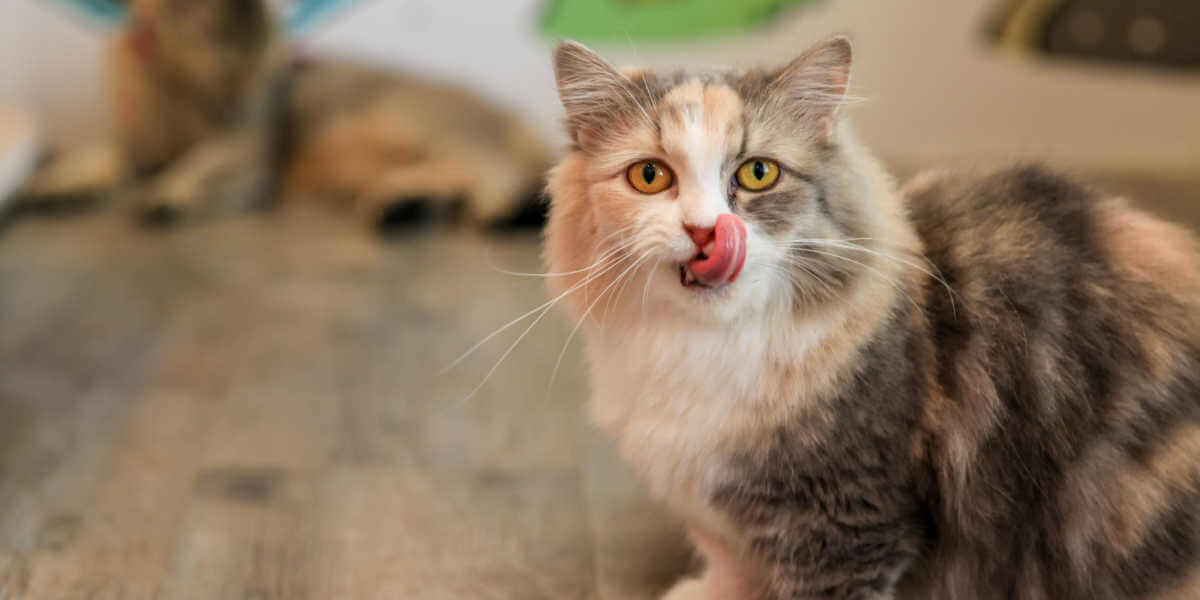 'Munchkin' Cat se está lamiendo los labios