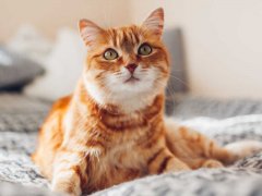 Orange cat bed