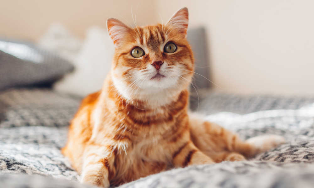 Una imagen de un gato naranja descansando en una cómoda cama.