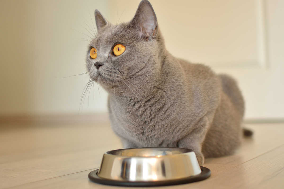 Gata británica de pelo corto embarazada comiendo