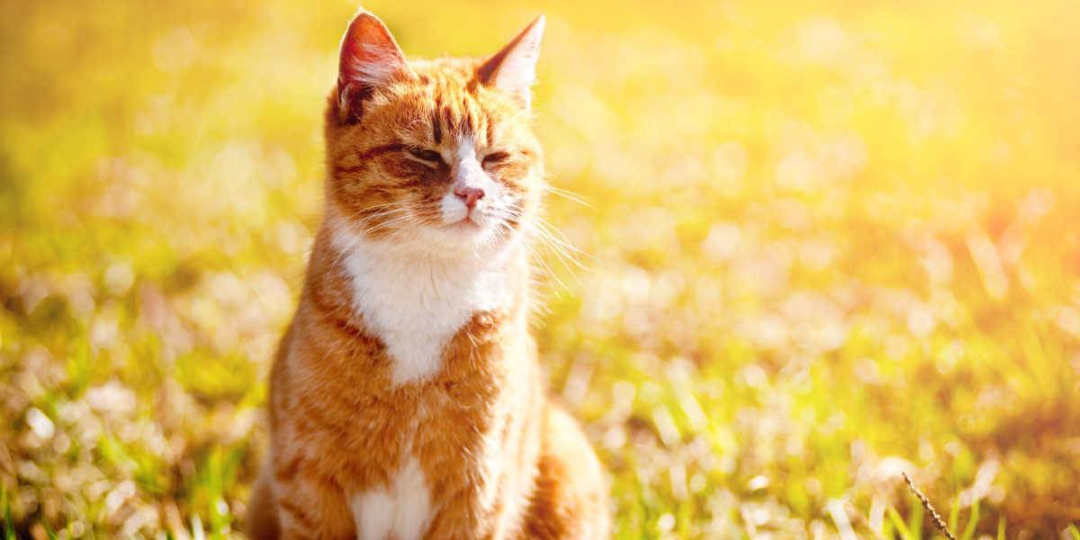 Gato rojo entrecerrando los ojos bajo el sol brillante