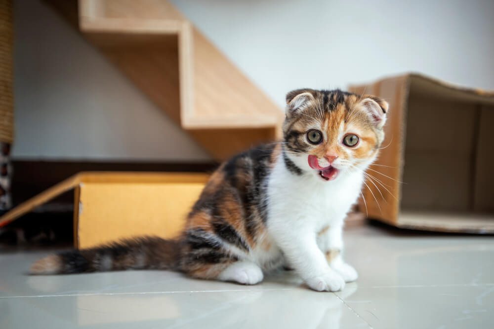 Los gatos Scottish Fold están jugando en la casa