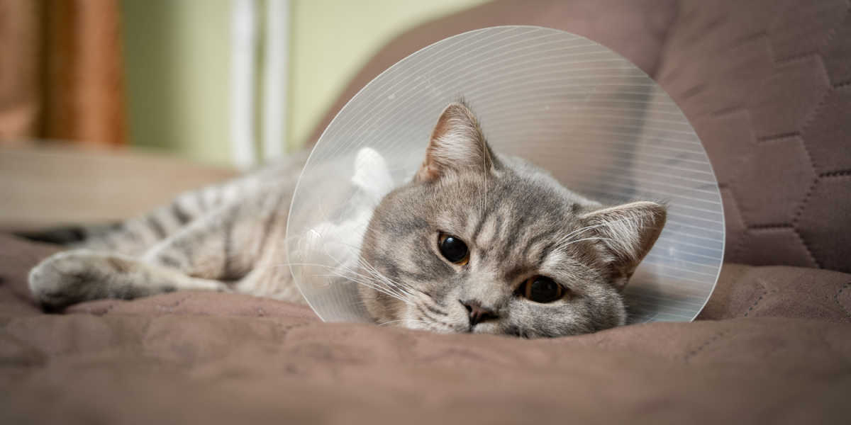 Una imagen de un gato durmiendo pacíficamente mientras usa un collar.