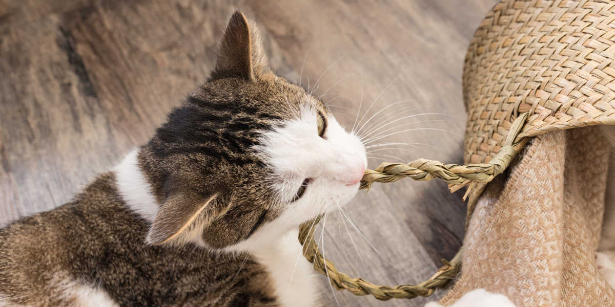 Gato mordiendo una cesta