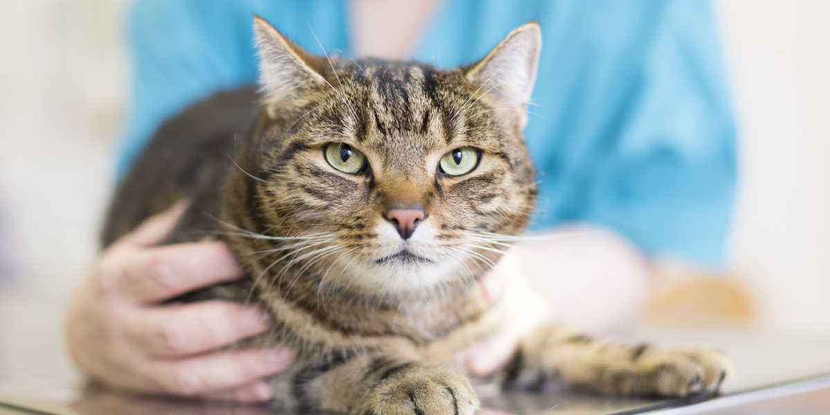 Una imagen que muestra a un veterinario sosteniendo suavemente a un gato.