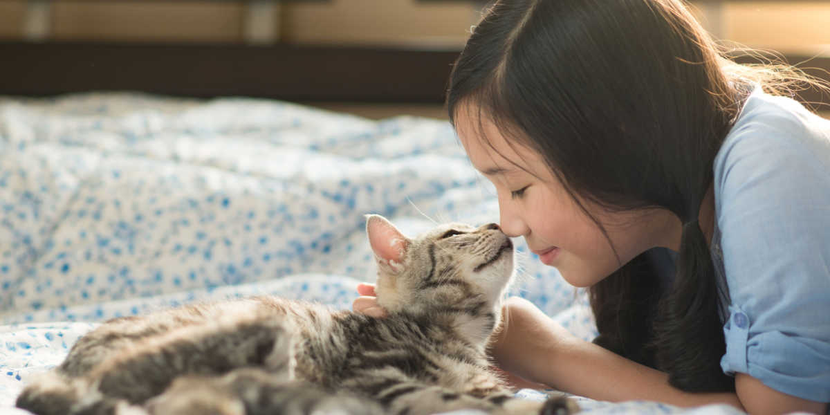 Gato lamiéndose y oliéndose la cara