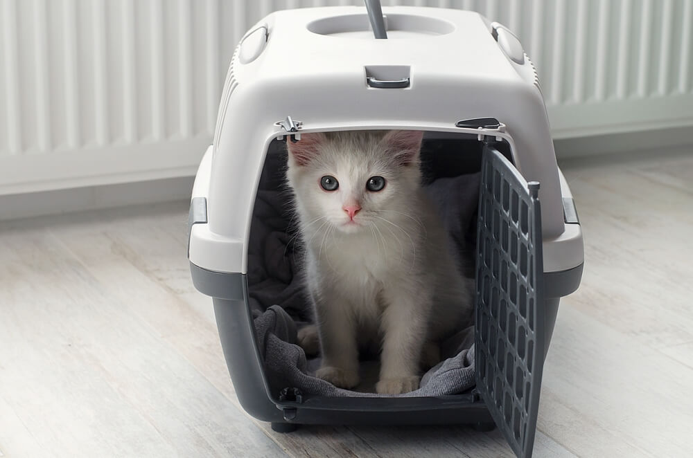 Pequeño gato blanco y esponjoso en un transportín para mascotas