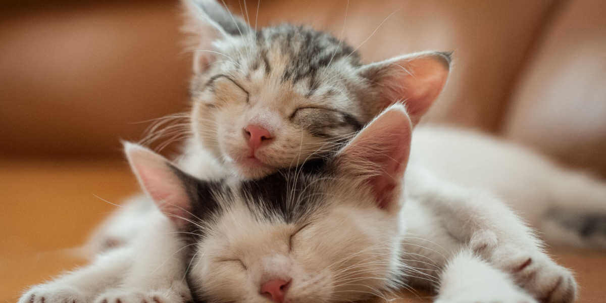 Dos gatitos durmiendo en un sofá