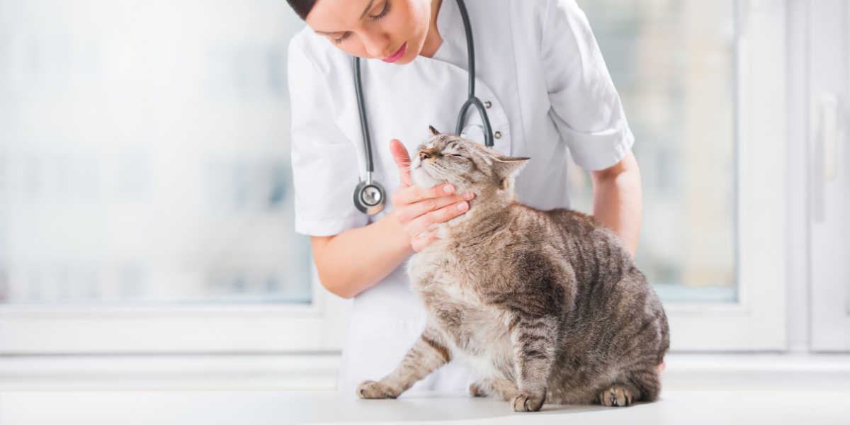 Veterinario examinando los dientes de un gato