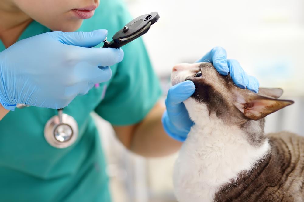 Un médico veterinario atento que realiza un examen de la vista a un gato, utilizando un oftalmoscopio para evaluar cuidadosamente la salud ocular del gato y garantizar su bienestar.