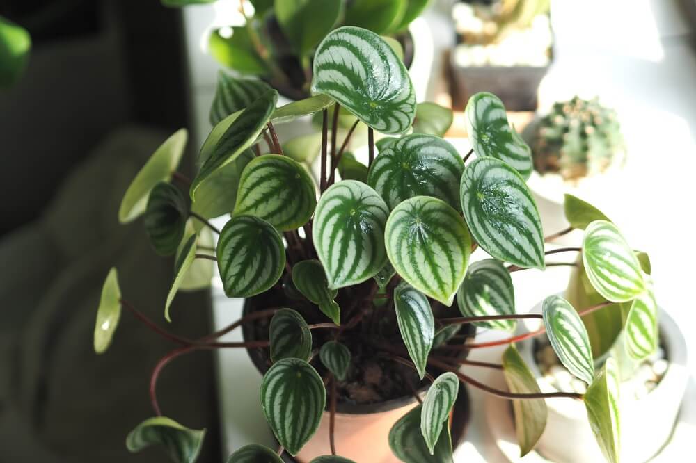 Peperomia sandía