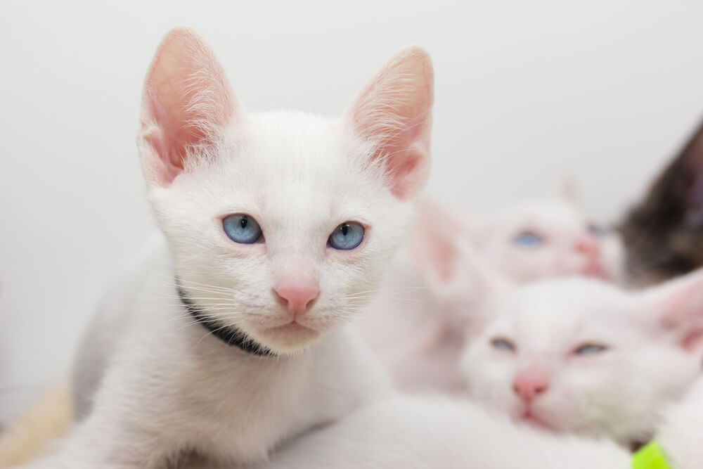 Gatitos blancos con ojos azules