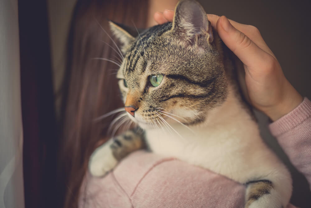 Mujer joven sosteniendo un gato cariñosamente.