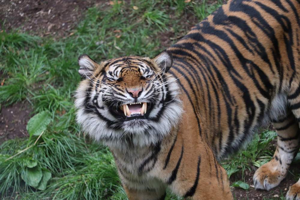 Respuesta de Flehmen, el gran felino