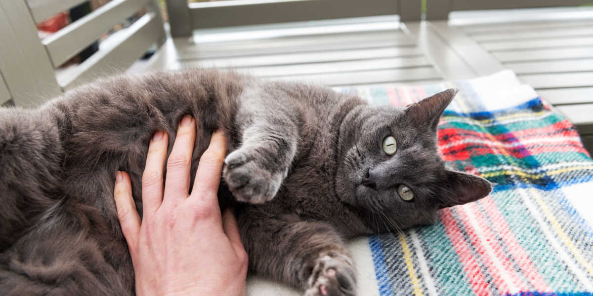 Siente la barriga de gato gris