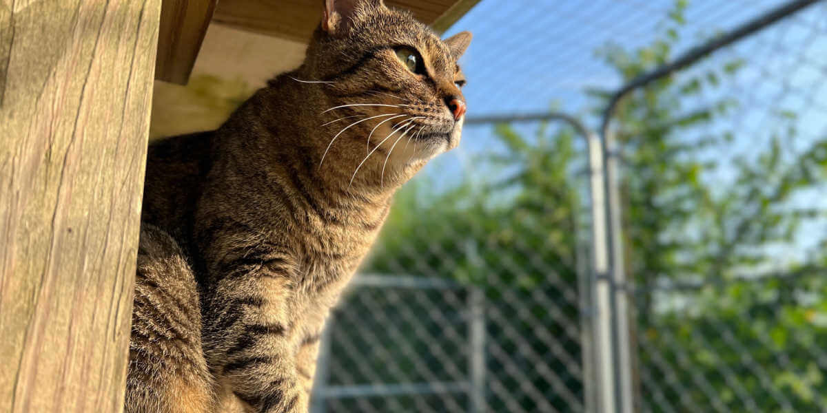 gato en criadero